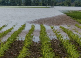Ochrona gospodarstwa przed ASF lub powodzią - jaka kolejność przysługiwania pomocy?
