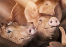 Bardziej opłaca się utylizacja świń niż ich hodowla?