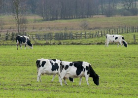 Wypasanie krów jest drogie - potrzebne są dopłaty