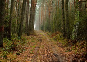 W trosce o polskie lasy - zaproszenie na konferencję
