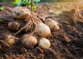 Zarejestrowano 5 nowych odmian ziemniaka