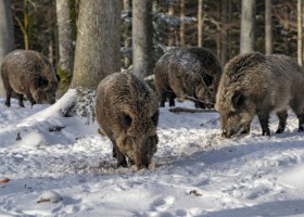 Prawie 50 nowych przypadków ASF u dzików