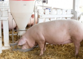 Pozytywne symptomy na rynku świń?