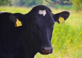 Krowy mają większy wpływ na środowisko niż samochody?