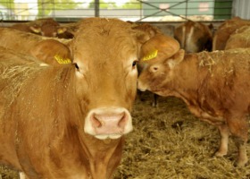 Sąsiedzi z zagranicy wspierają polskich hodowców bydła