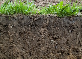 Efektywne mikroorganizmy w glebie