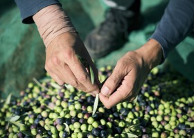 Najniższe zbiory oliwek od 25 lat