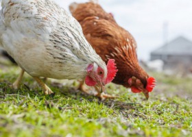 Nowa szczepionka przeciw zakaźnemu zapaleniu oskrzeli u drobiu