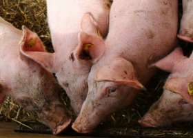 Droższe świnie w Unii niż w Polsce