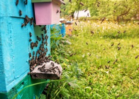 Powiadomienia SMS o zagrożeniach dla pszczelarzy