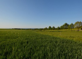 Poznaj 25 nowych odmian zbóż ozimych