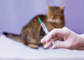 NIK alarmuje: niebezpieczne środki w leczeniu zwierząt poza kontrolą