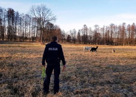 Policjanci w pogoni za alpakami