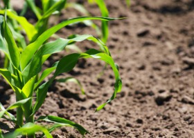 Uprawa kukurydzy w systemie bezorkowym