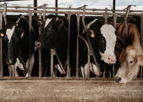 Choroby wirusowe w stadach bydła