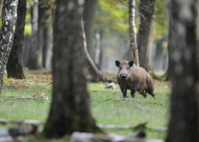 Prawie 100 nowych przypadków ASF