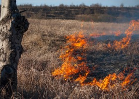 Już 11,5 tysiąca pożarów traw w tym roku