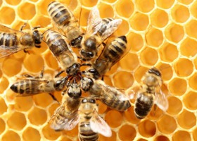 Pomagamy pszczołom bez lipy - rusza kampania edukacyjna