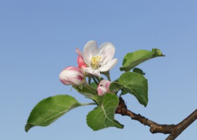 Wiosna w sadach: już niedługo zakwitną jabłonie