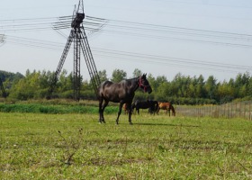 Uważajmy na zatrucia herbicydami u zwierząt gospodarskich