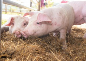 Wsparcie dla hodowców świń