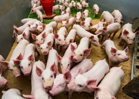 Z chlewni zniknęło 600 świń - jak to się stało?