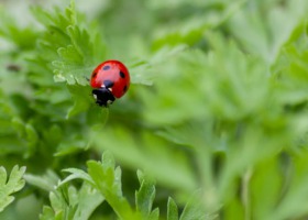 Biedronki przyjazne dla upraw – robaki warte poznania i ekologicznego stosowania!