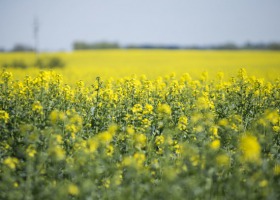 Nowe odmiany rzepaku marki DEKALB