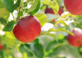 Siła smaku, witamin i kolorów - poznaj jakość jabłek z Europy