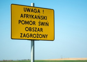 Początek maja i tysiąc przypadków ASF w Polsce