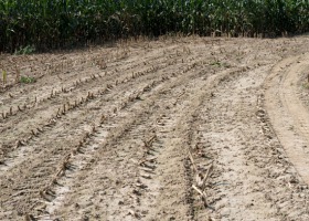 DIR: usprawnienie monitoringu suszy rolniczej jest niezbędne