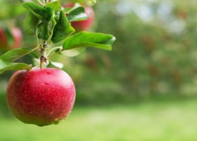 Uprawa ekologicznych jabłek z owocami pakowanymi w osłony