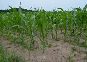 Kukurydza - jakie ma potrzeby pokarmowe?