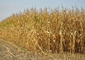 Będzie można szacować szkody w kukurydzy uprawianej na ziarno i kiszonkę