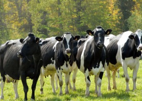 Żywienie bydła mlecznego - wskazówki dla hodowcy