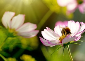 Fabryka Cukierków „Pszczółka” ratuje pszczoły