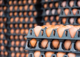 Rynek jaj – konkurencja rośnie Polsce pod bokiem