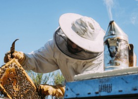 Pierwsze miody zebrane - czy pszczelarze są zadowoleni?