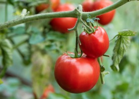 Polowa uprawa pomidorów - czyli likopen na polu