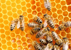 Co Ty wiesz o pszczołach?