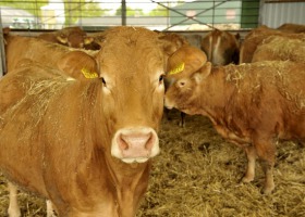 Co się dzieje z cenami bydła?
