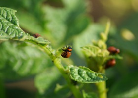 Stonka w natarciu – w upale insektycydy nie działają