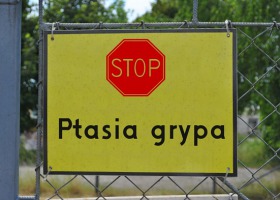 Ptasia grypa: jest wsparcie dla gospodarstw, które zaprzestały produkcji drobiu