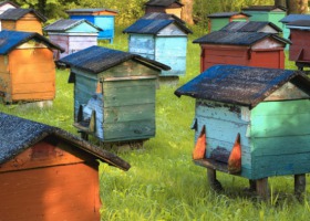Więcej pieniędzy na wsparcie pszczelarstwa
