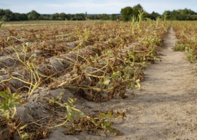 Raport Koalicji Klimatycznej – rolnictwo w obliczu suszy a bezpieczeństwo żywnościowe
