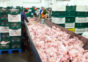 Korzystniejsze warunki eksportu mięsa i produktów drobiowych na Kubę