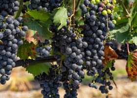 Uwaga producenci i przedsiębiorcy wyrabiający wino - ważna data!