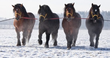 Konie zimnokrwiste - co warto o nich wiedzieć?