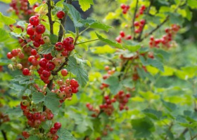 Producenci owoców sygnalizują o nieprawidłowościach w punktach skupu