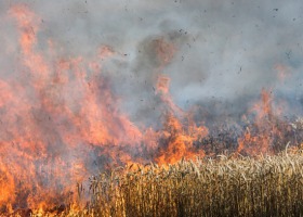 Ogromny pożar zboża w Brzeźnie